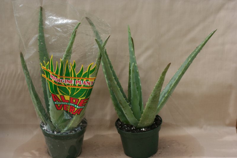 Aloe Vera Assortment
